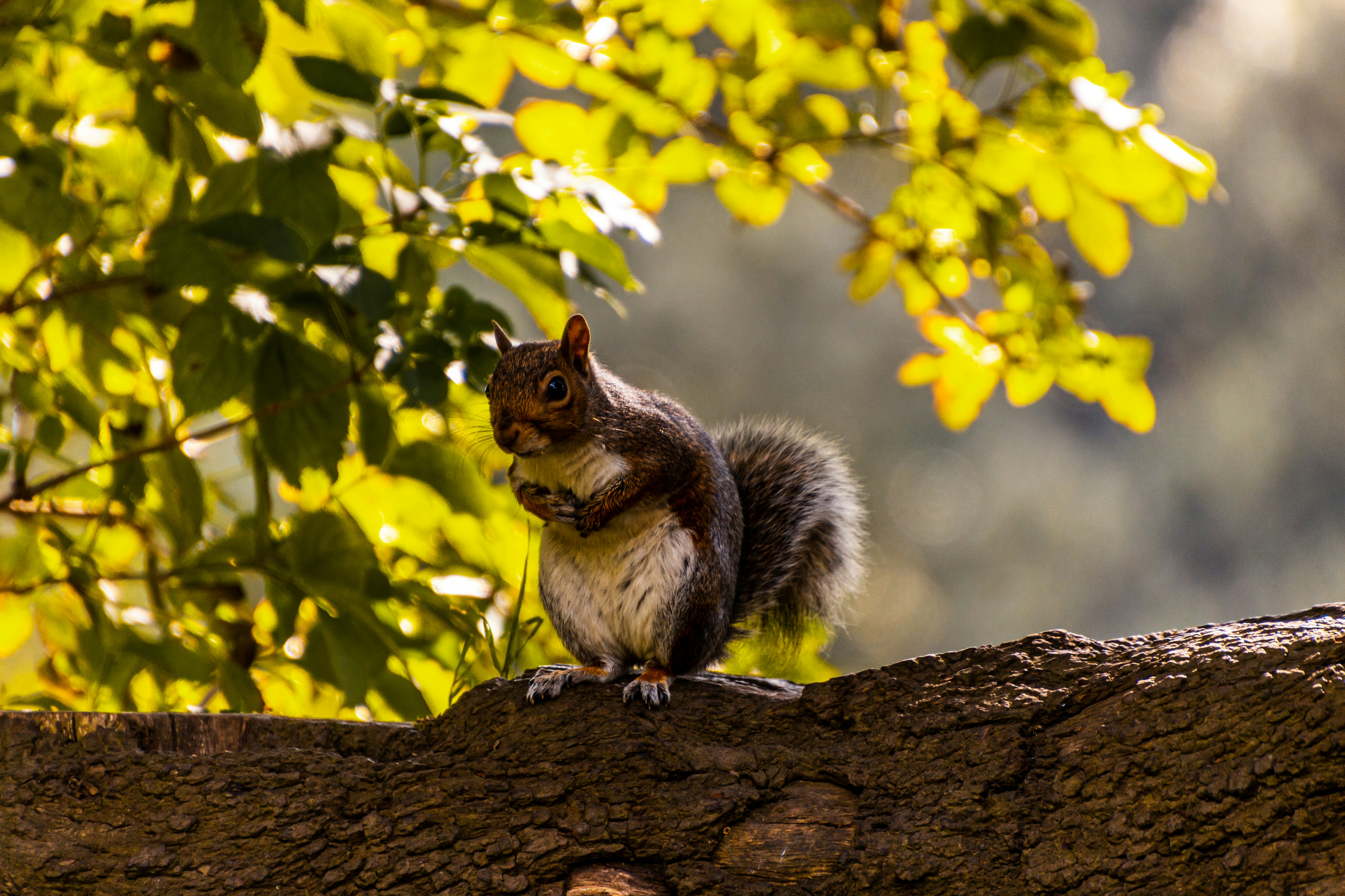 brown squirrel on brown tree branch during daytime